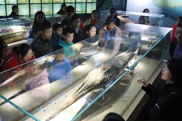 长江又一物种消失：水科院长江水产研究所专家称长江白鲟灭绝