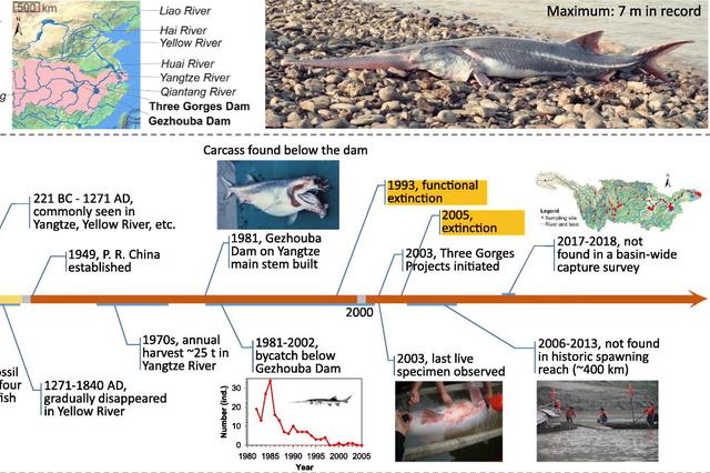 "淡水鱼王"白鲟被指10年前功能性灭绝 已17年未现身