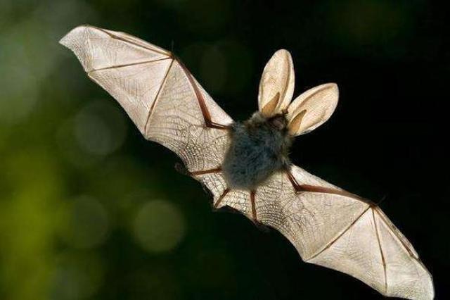 相似度96%，武汉病毒所报道新型冠状病毒或来源于蝙蝠