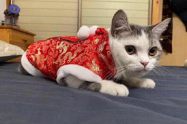 主人被隔离猫咪疑遭社区活埋 所在社区：为切断传染途径对猫采取