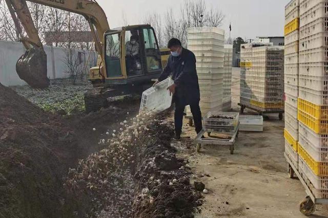 4天坑杀处理14万只鸡苗 河南养鸡大户呼吁合理封路