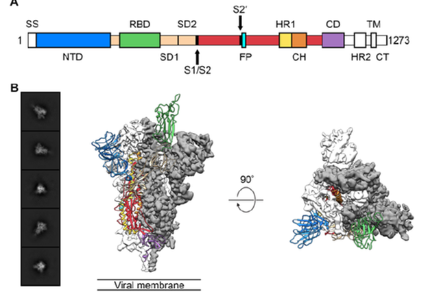 新冠病毒为何更易传染？冷冻电镜图解病毒进入细胞的“钥匙”