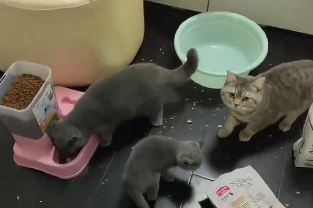 武汉留守宠物救助被迫停止 宠物或将面临死于家中危险