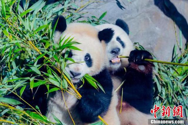 最新萌照曝光！柏林动物园双胞胎大熊猫津津有味啃竹子
