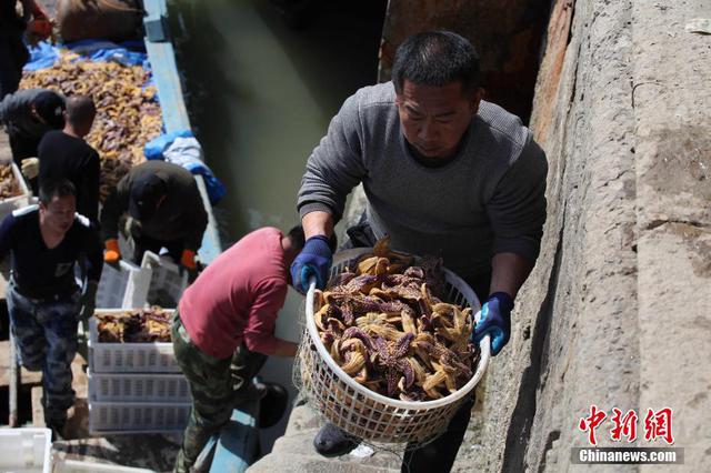 青岛胶州湾渔民应对海星“侵袭”