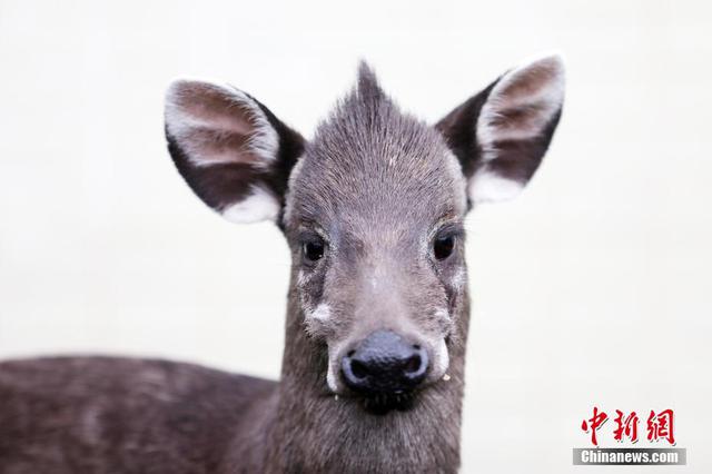 毛冠鹿误闯城区 “追捕”中躲入草丛表情超萌