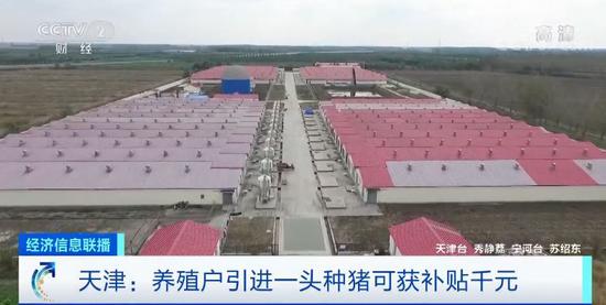 引进一头种猪补贴千元 天津发大“红包”支持养猪