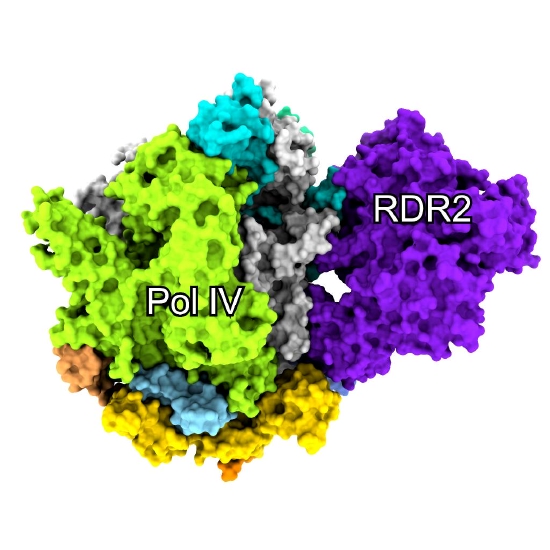 RNA聚合酶IV(Pol IV)和RDR2蛋白复合物三维结构 (受访者供图)