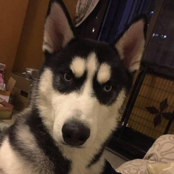 路人被哈士奇瞪出十级伤残 狗主人被判赔近5万元