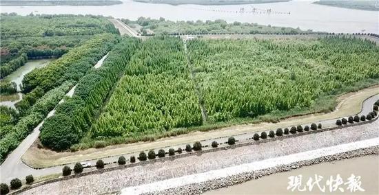 △ 生态复绿后的长江常州段