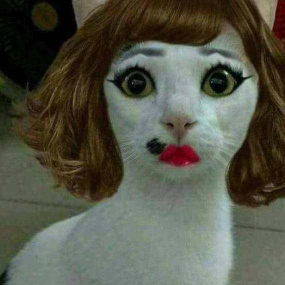 女子不满新发型回家打伤猫 向理发店索赔5千元