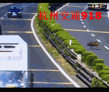 男子高速驾车撞死野猪要求带走作补偿 交警当场拒绝