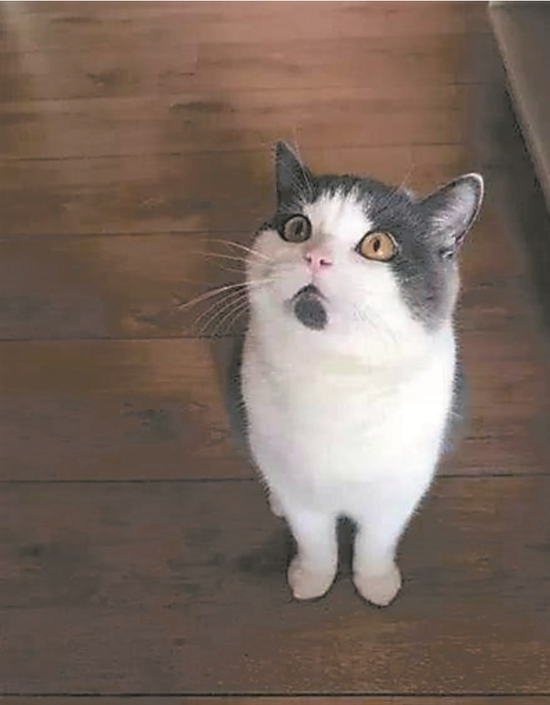 本喵