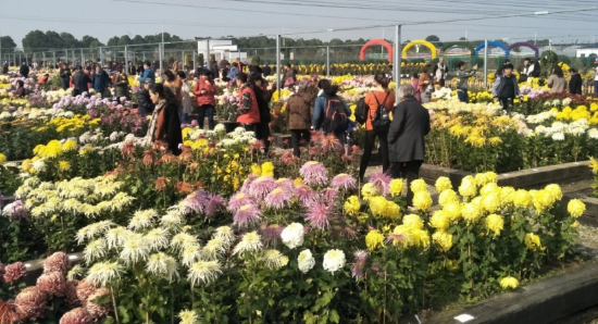 往届湖熟菊花展