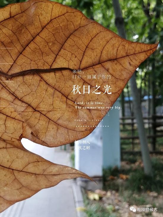 梧桐落叶 一叶知秋 作者:我是唐僧