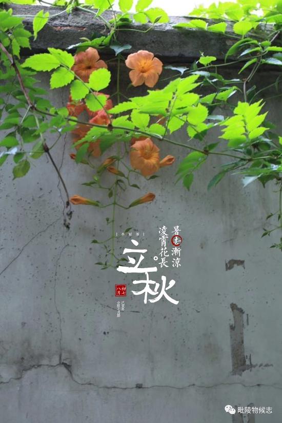 凌霄 作者:花见