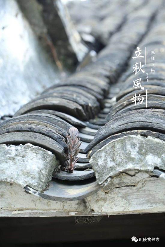 瓦松 作者:花见
