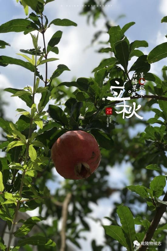 石榴 作者:吉吉