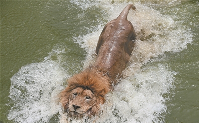图文：“大暑”节气江苏各地迎高温 动物园狮子戏水