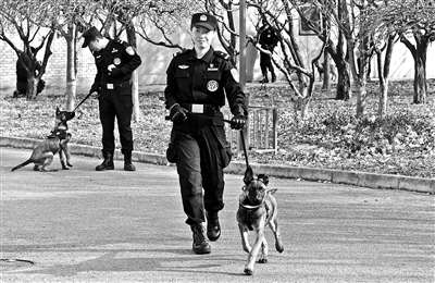 克隆警犬能力水平超越普通繁育警犬 摄影/本报记者 黑建军