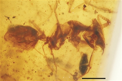 江苏科学家从缅甸琥珀原石中发现7枚蚂蚁祖宗