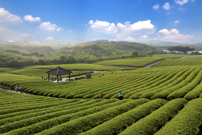 游客可以在茶的绿洲中骑行