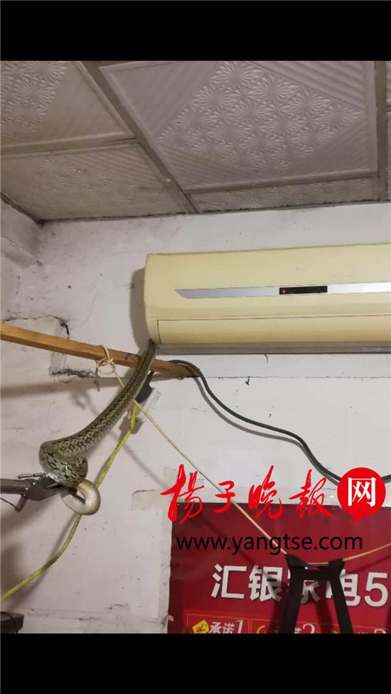 空调发出怪声 发现竟是1.5米长巨蛇在“纳凉”