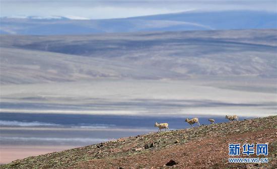 青海|在青海失联南京女大学生 警方在无人区发现其遗骸