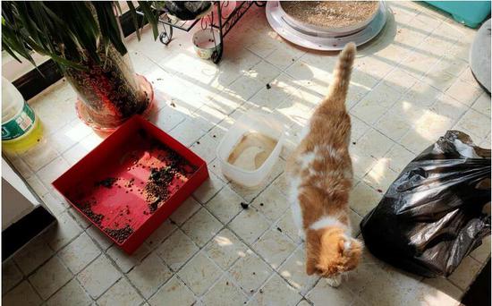 武汉留守宠物救助被迫停止 宠物或将面临死于家中危险