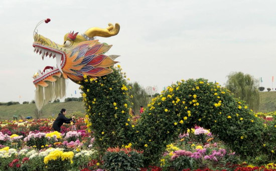造型独特的菊花景致