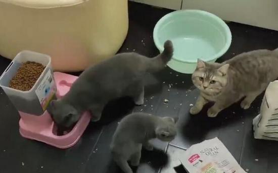 武汉留守宠物救助被迫停止 宠物或将面临死于家中危险