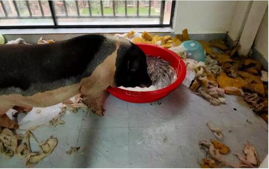 武汉留守宠物救助被迫停止 宠物或将面临死于家中危险