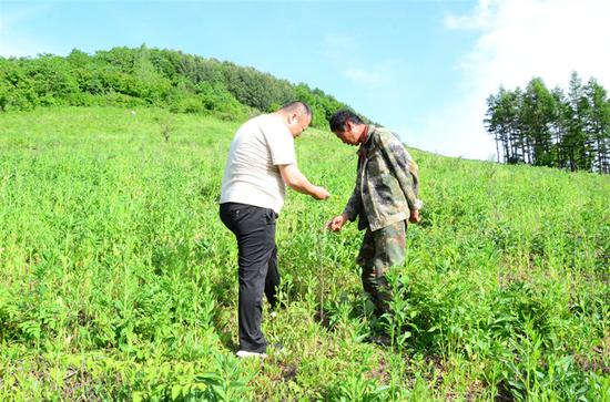 肖明君与村民在种植基地检查种植情况