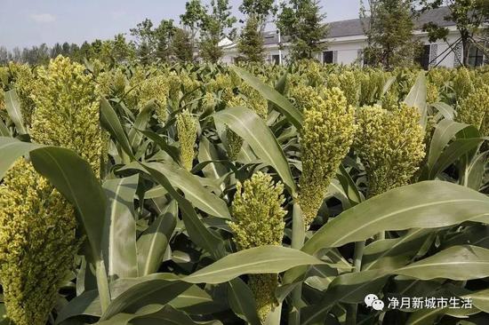 直播花海展示园:共享开花美好时刻