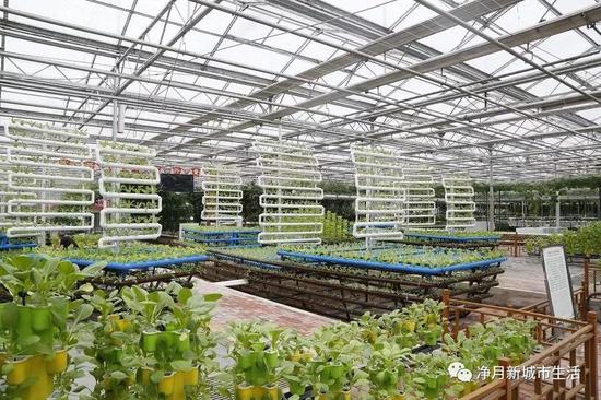 展场区南部大田技术模式区: