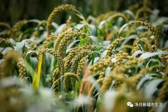 农博会是农业科技大课堂,室外种植区展示了各种农作物高产高效的种植技术。