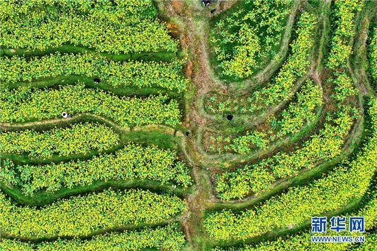 无人机航拍广西龙胜各族自治县平等镇平等村松树坳组的油菜花田。