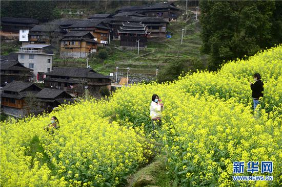 游客在广西龙胜各族自治县平等镇平等村松树坳组的油菜花田里赏花。