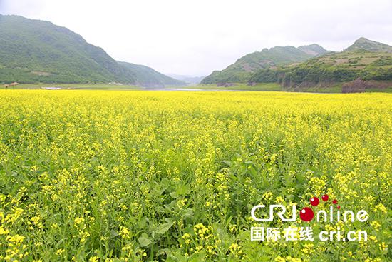 集安千亩油菜花海