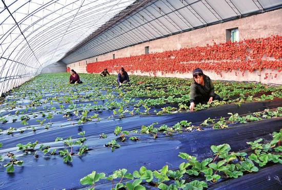 位于白山市江源区石人镇榆木桥子村的巾帼丰种植专业合作社发展日光温室,以租赁分红的形式带动30个贫困户49人增收。