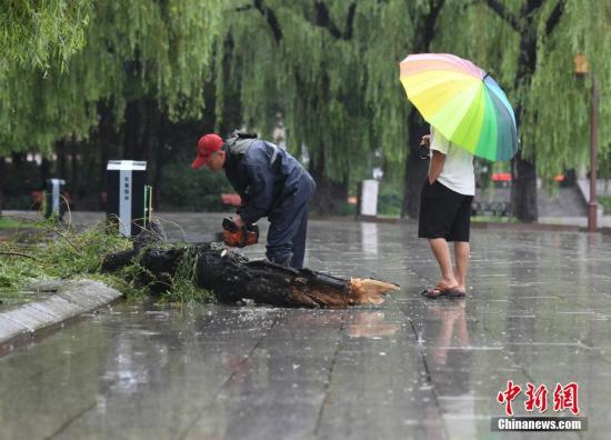 8月14日，吉林长春，市政人员清理被风吹倒的大树。 中新社记者 张瑶 摄