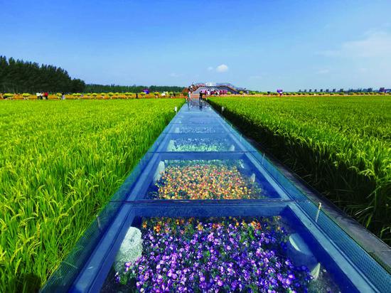 游客行走在九台区红光稻米文化农业公园的玻璃栈道上。 于剑南 摄