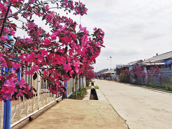 磐石市吉昌镇村路两旁盛开着鲜花。