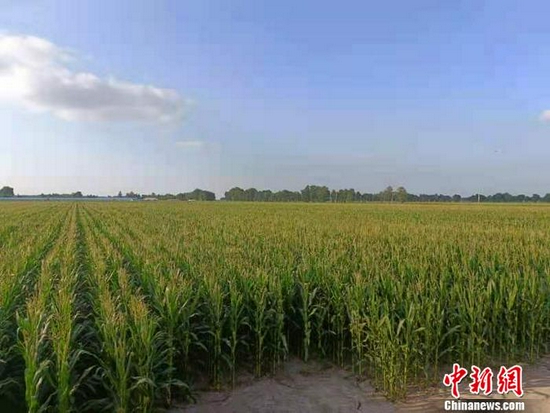  松原市乾安县大遐畜牧场的玉米地。 左雨晴 摄