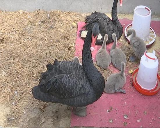 长春世界雕塑公园喜添新丁 5只天鹅宝宝等你