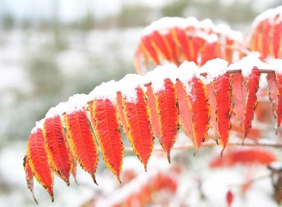 10月9日,雪花挂在山乡的树叶上。当日受强冷空气影响,甘肃省临夏回族自治州迎来入秋后的首场降雪。 新华社发(史有东 摄)