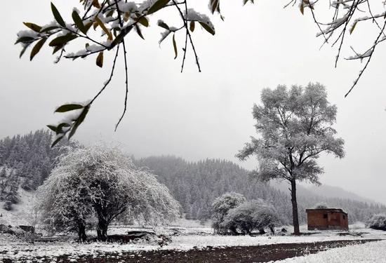 10月2日,青海省海北藏族自治州祁连县降下雪花,一片银装素裹装点着美丽的祁连。而昨天,阳光灿烂照耀下的祁连仍是一派秋的风貌。 新华社记者王博 摄