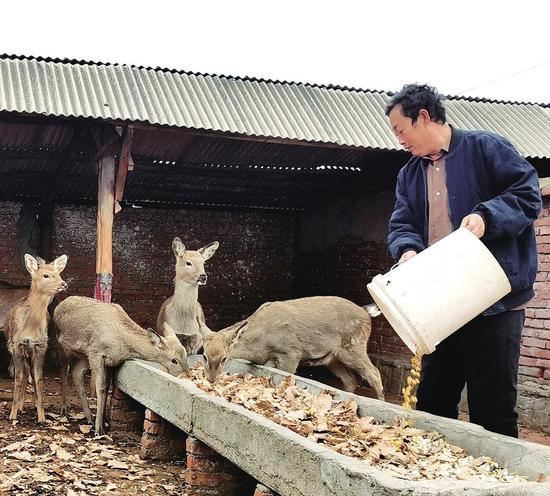 在于殿龙的精心饲养下,梅花鹿健康成长。