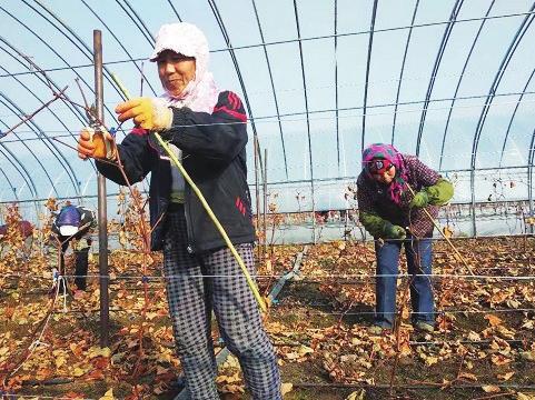 磐石扶贫田结出幸福果