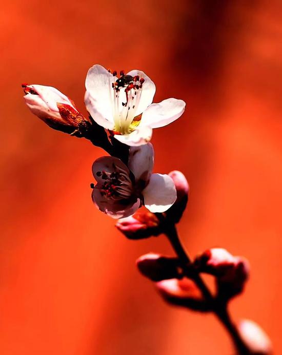 “人间四月芳菲尽，山寺桃花始盛开。”